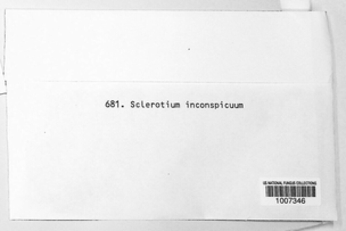 Sclerotium inconspicuum image